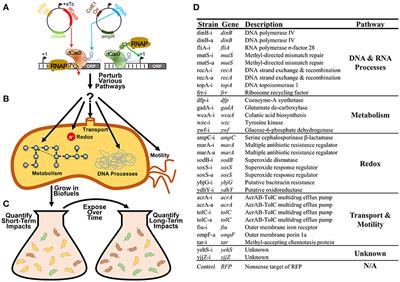 CRISPR Gene Perturbations Provide Insights for Improving Bacterial Biofuel Tolerance